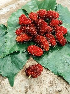 Mulberry 