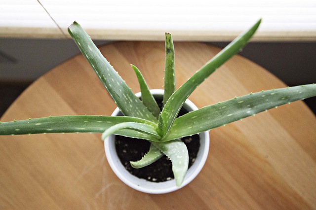 Aloe Vera (2)