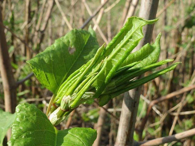 Japanese Knotweed